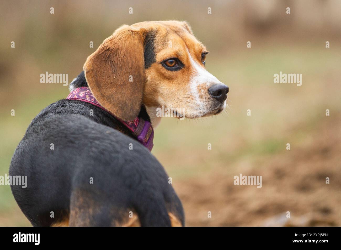 Porträt eines jungen Beagle-Welpen draußen. Stockfoto