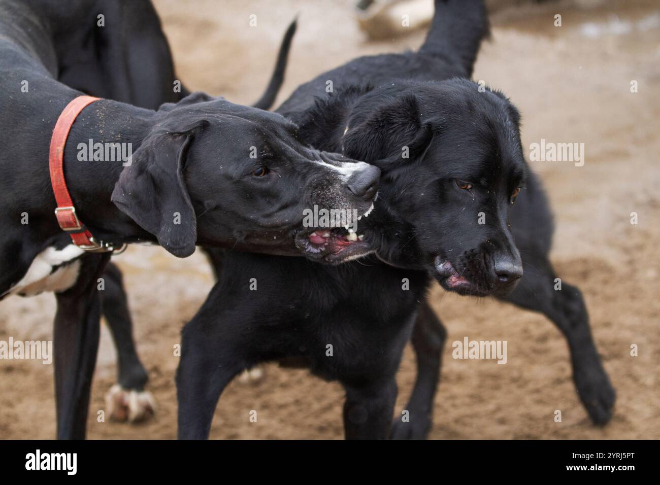 Der große Dane beißt während des Spiels einen schwarzen labrador-Hund an. Stockfoto