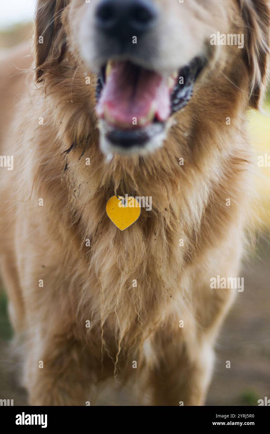 Dirty Happy labrador mit einem gelben Herzanhänger. Stockfoto