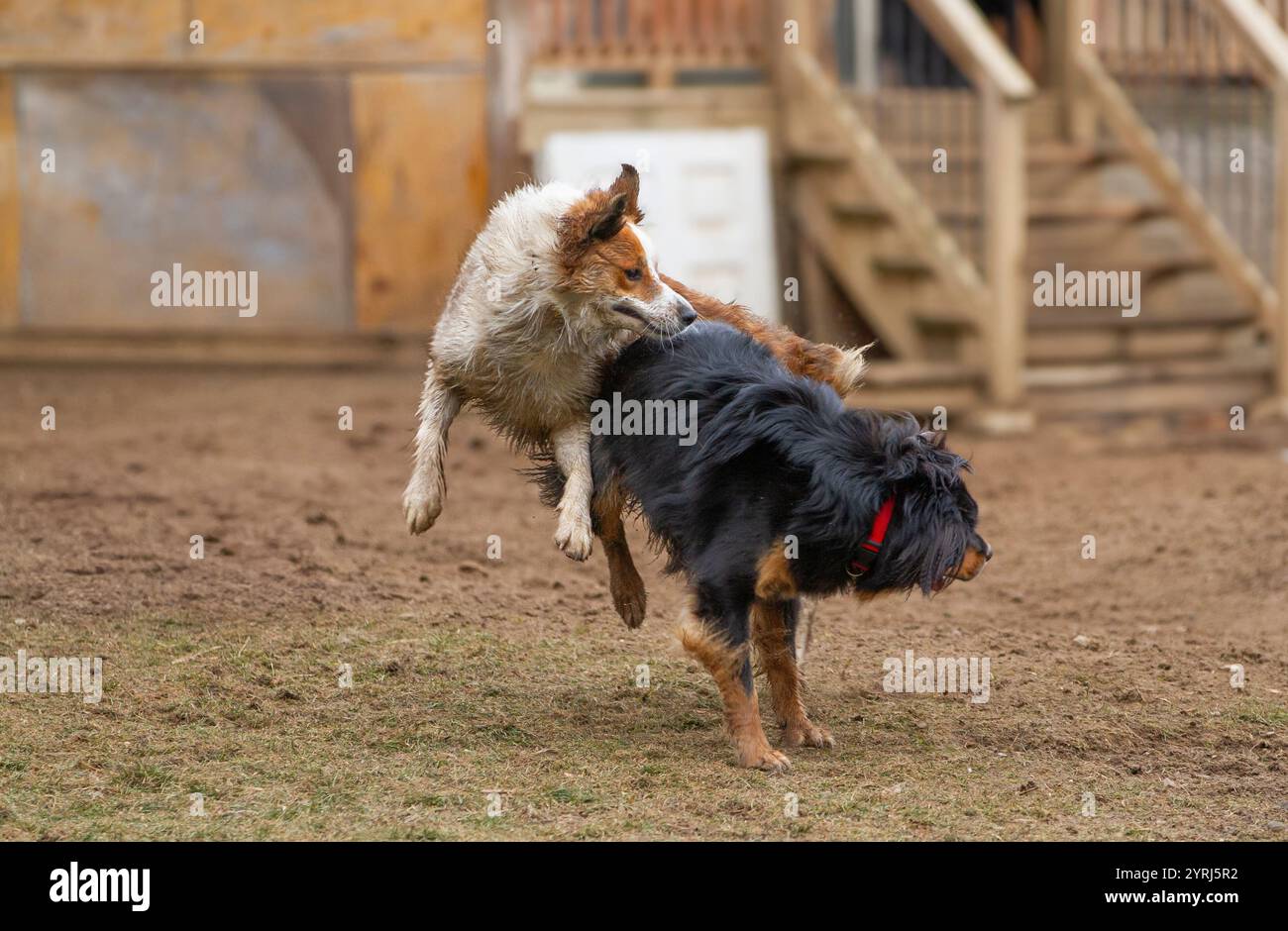 Baorder Collie springt auf einen anderen Hund, während er draußen spielt. Stockfoto