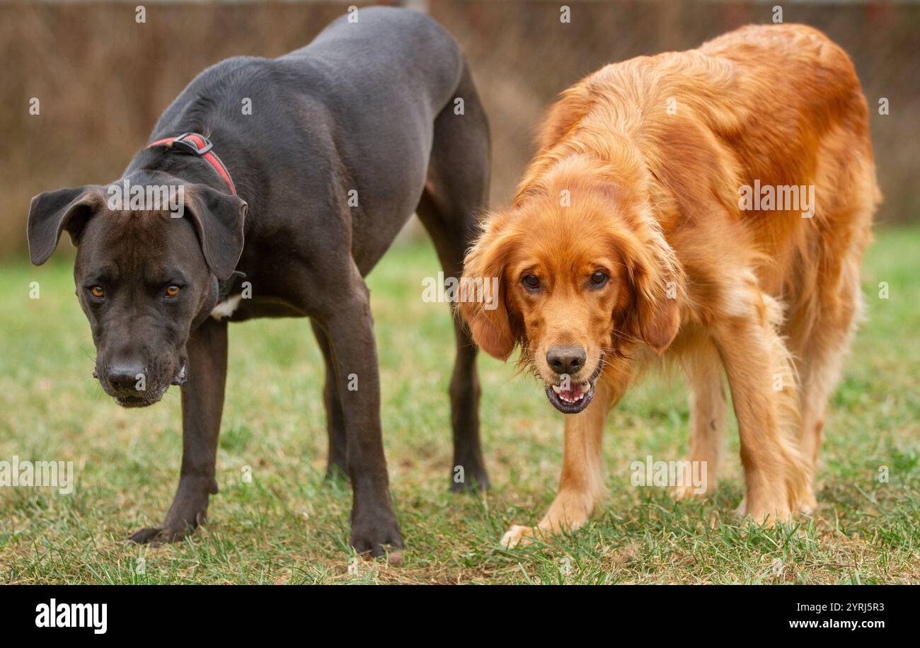 Golden Retriever und ein Pitbull posieren zusammen, während sie draußen zusammen spielen. Stockfoto
