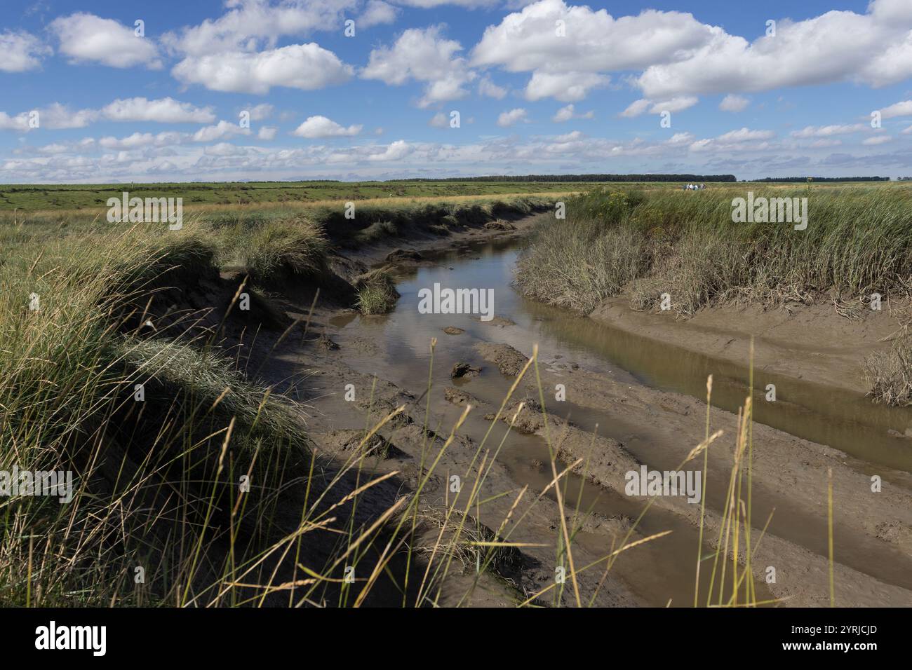 Die Landschaft und die Gezeitenkanäle des Salzwiesen Verdronken Land van Saeftinghe bei Hulst in Zeeland, Niederlande. Stockfoto