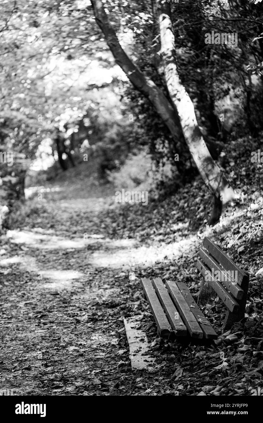 Schwarzweißbild einer leeren Bank am Rande eines Weges in einem Wald Stockfoto