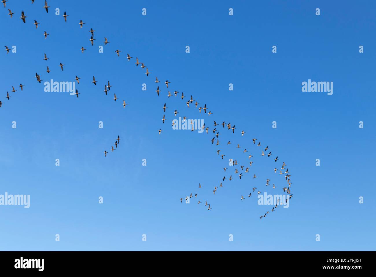 Vogelherde, die in einer Schar von Möwen über dem Lincolnshire-Becken fliegen, Donna Nook Nature Reserve Lincolnshire England Großbritannien GB Europa Stockfoto