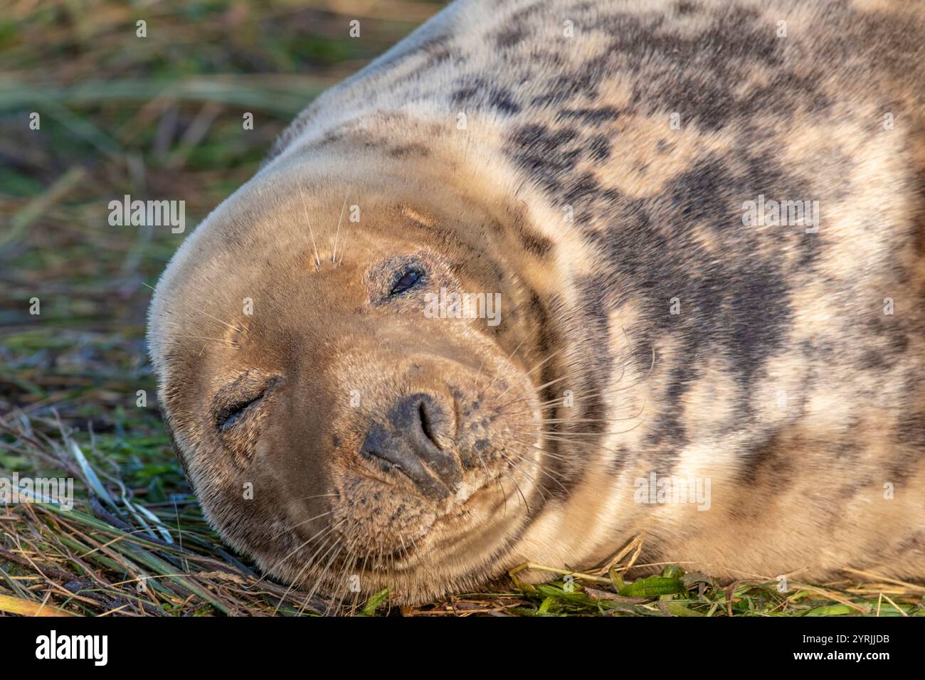 Lincolnshire Fens Donna Nook Nature Reserve Grey Seal Halichoerus grypus atlantica Donna Nook Coast North Somercotes Lincolnshire England Großbritannien GB Europa Stockfoto