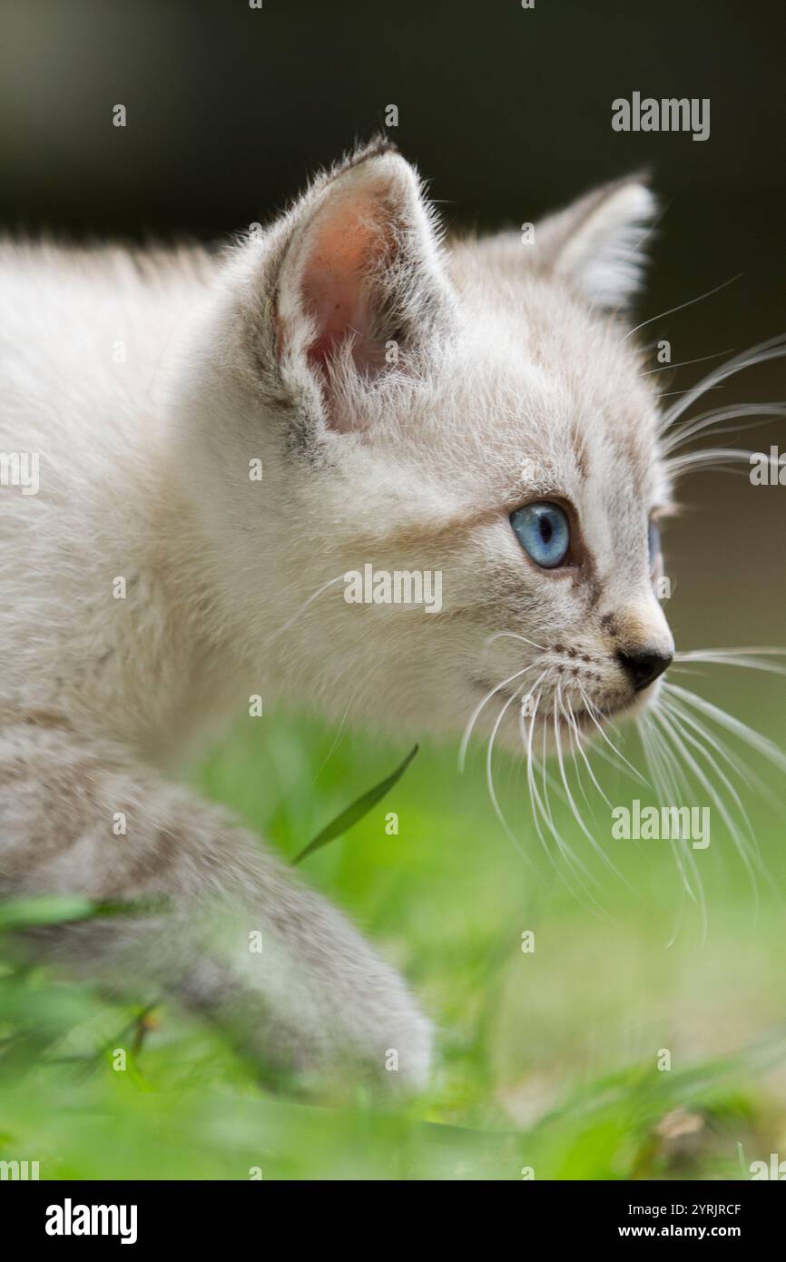 Weißes Kätzchen mit breiten blauen Augen geht durch ein grasbewachsenes Feld. Stockfoto