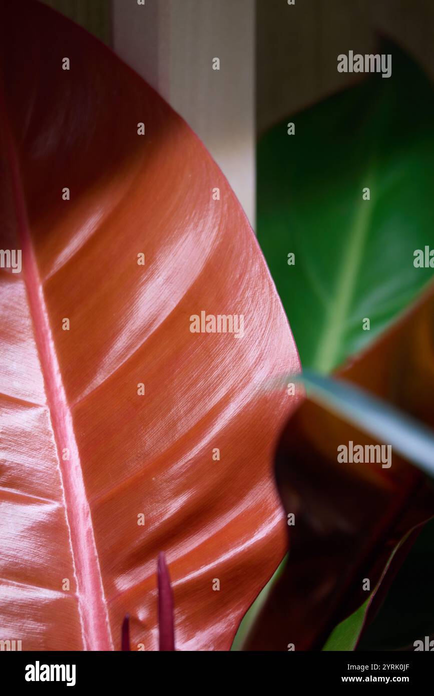 Leuchtende und farbenfrohe tropische Blätter mit einzigartigen strukturierten Oberflächen für Kunsteinstellungen Stockfoto