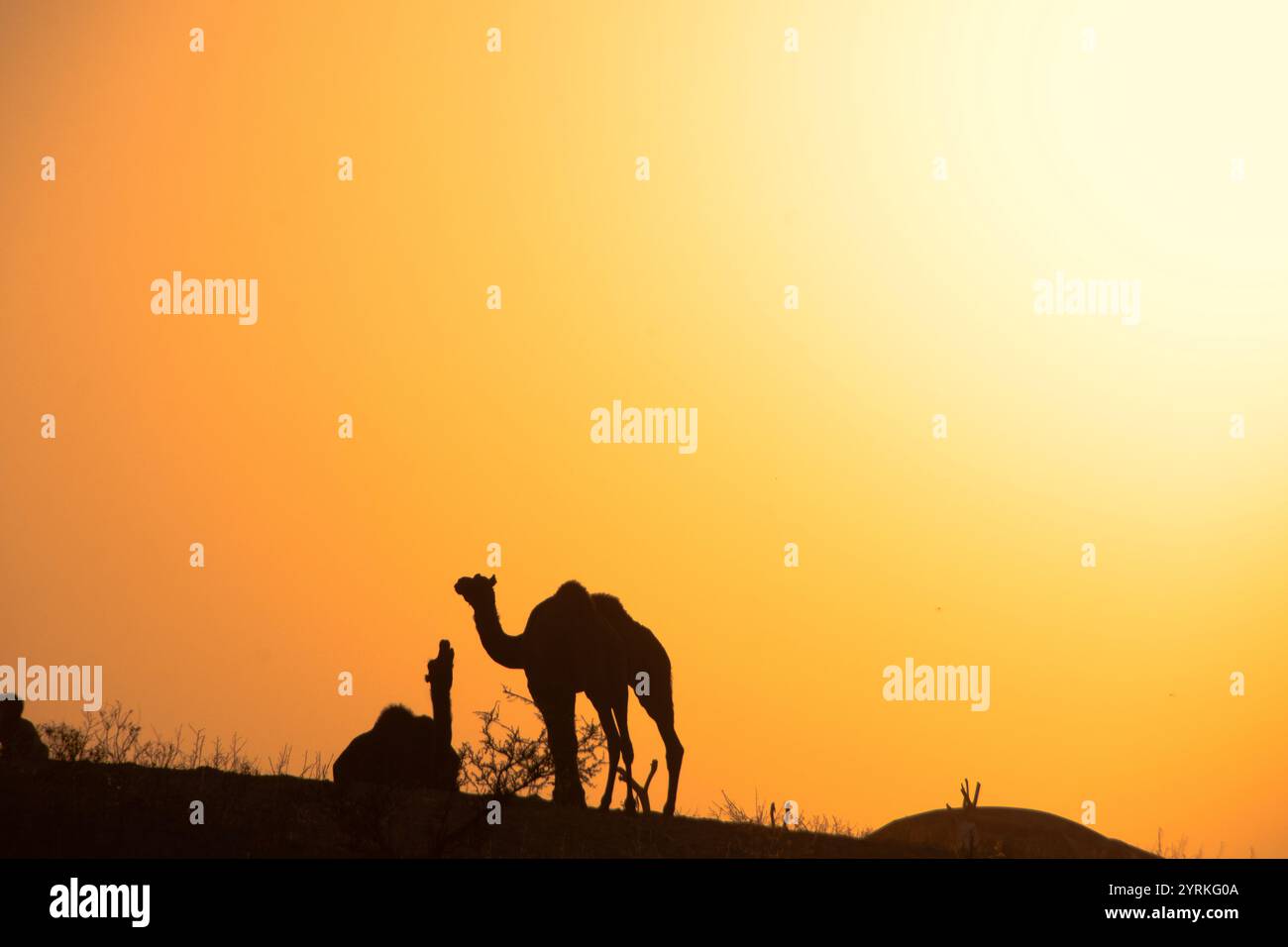 Silhouette der Kamele Stockfoto