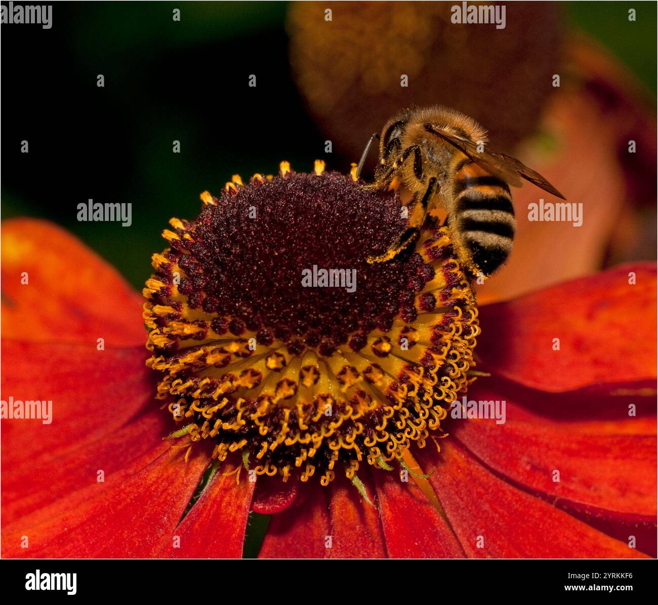 Eine Rückansicht einer gut fokussierten Honey Bee, APIs mellifera, die eine farbenfrohe Blume füttert und bestäubt. Im Freien mit fliegengekipptem Gartenabfall. Stockfoto