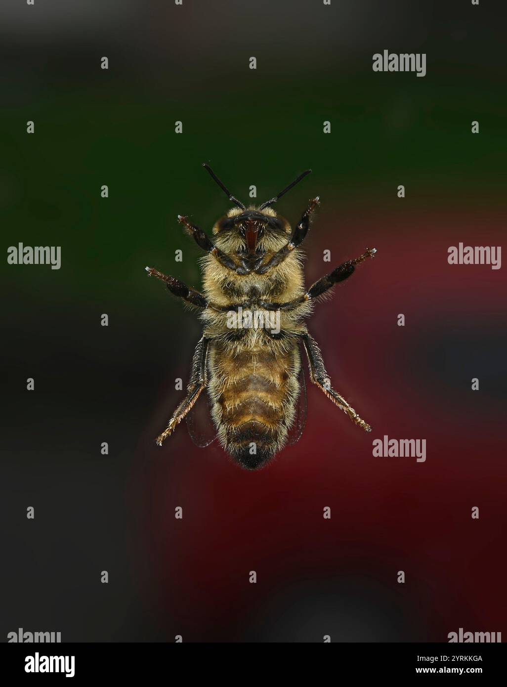 Die Ventrikelseite einer gut fokussierten Honey Bee, APIs mellifera, durch ein Fenster aufgenommen. Die Unterseite einer lebenden Honigbiene. Nahaufnahme mit guten Details. Stockfoto