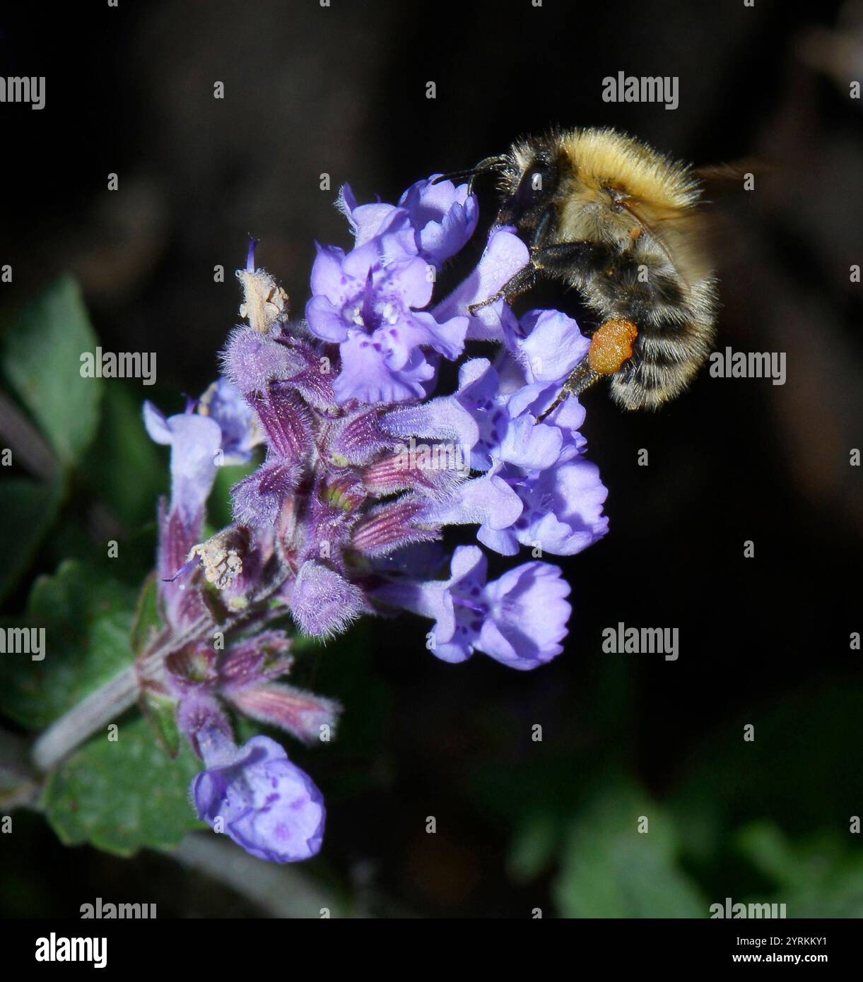 Gemeinsamen Carder Bee, Bombus pascuorum Stockfoto