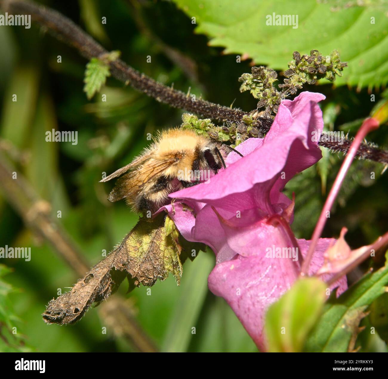 Gemeinsamen Carder Bee, Bombus pascuorum Stockfoto