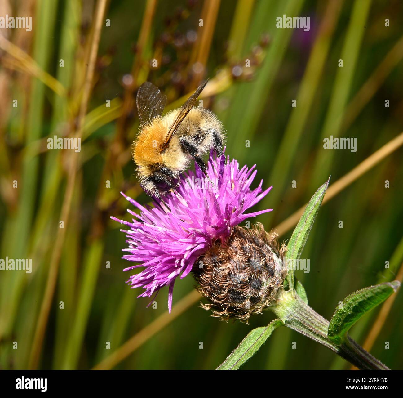 Gemeinsamen Carder Bee, Bombus pascuorum Stockfoto