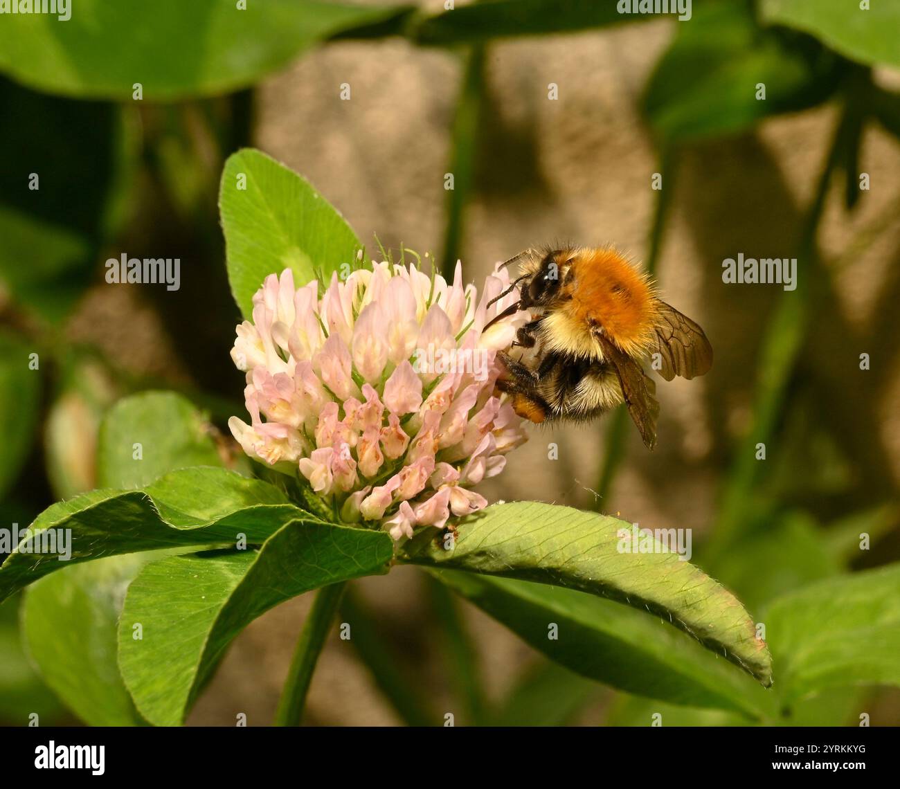Gemeinsamen Carder Bee, Bombus pascuorum Stockfoto