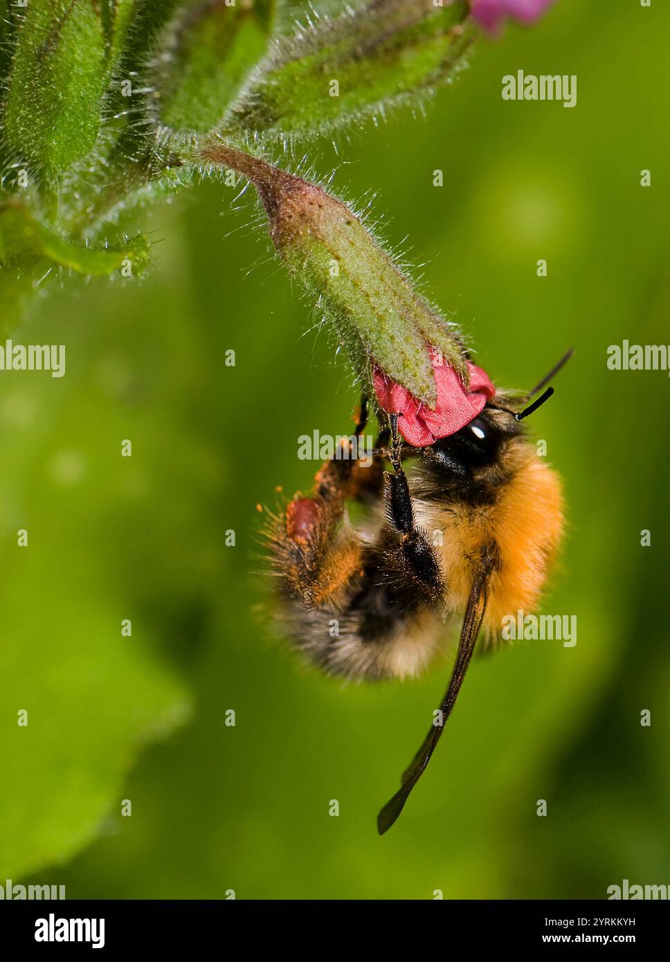 Gemeinsamen Carder Bee, Bombus pascuorum Stockfoto