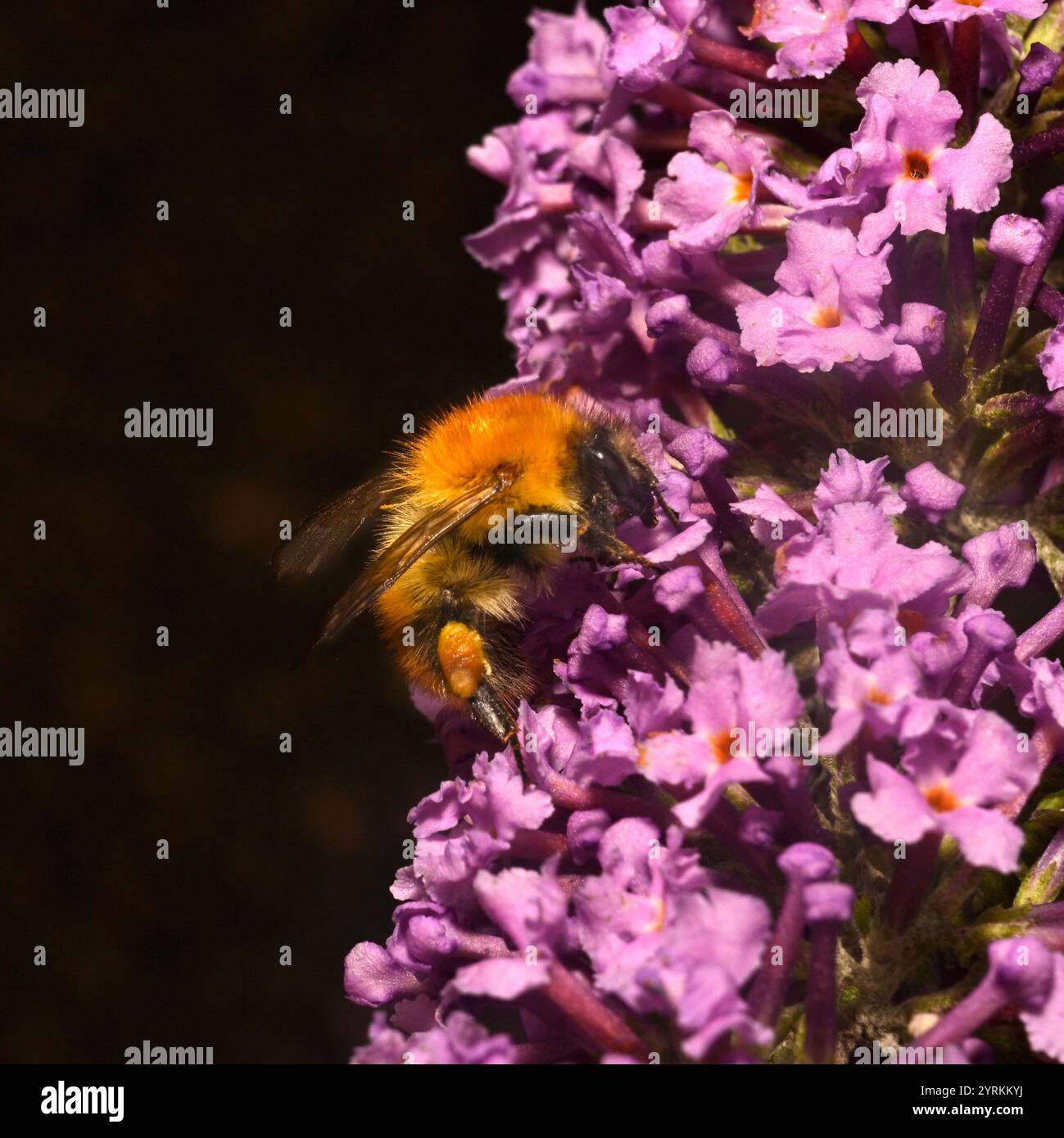 Gemeinsamen Carder Bee, Bombus pascuorum Stockfoto