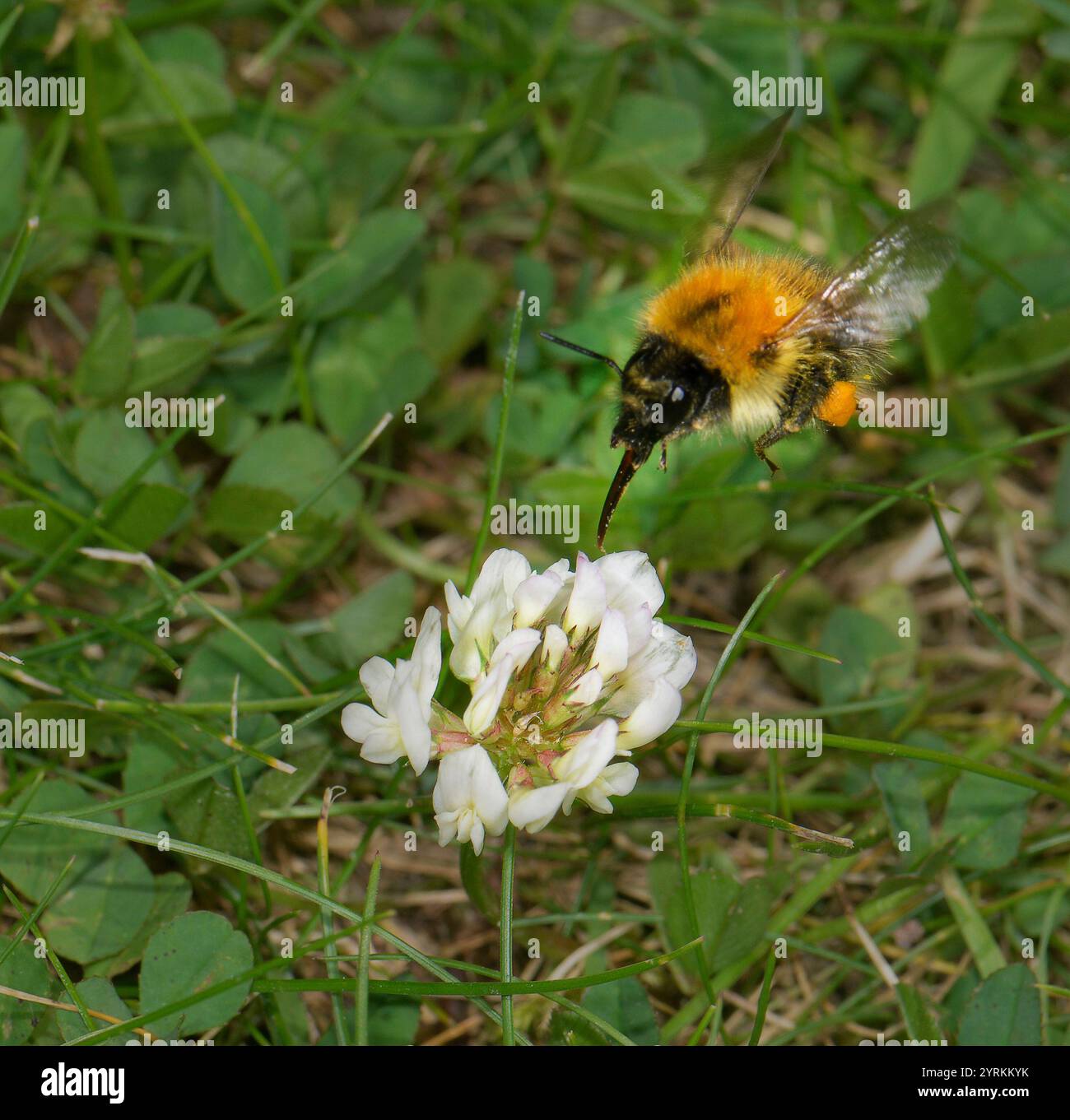 Gemeinsamen Carder Bee, Bombus pascuorum Stockfoto