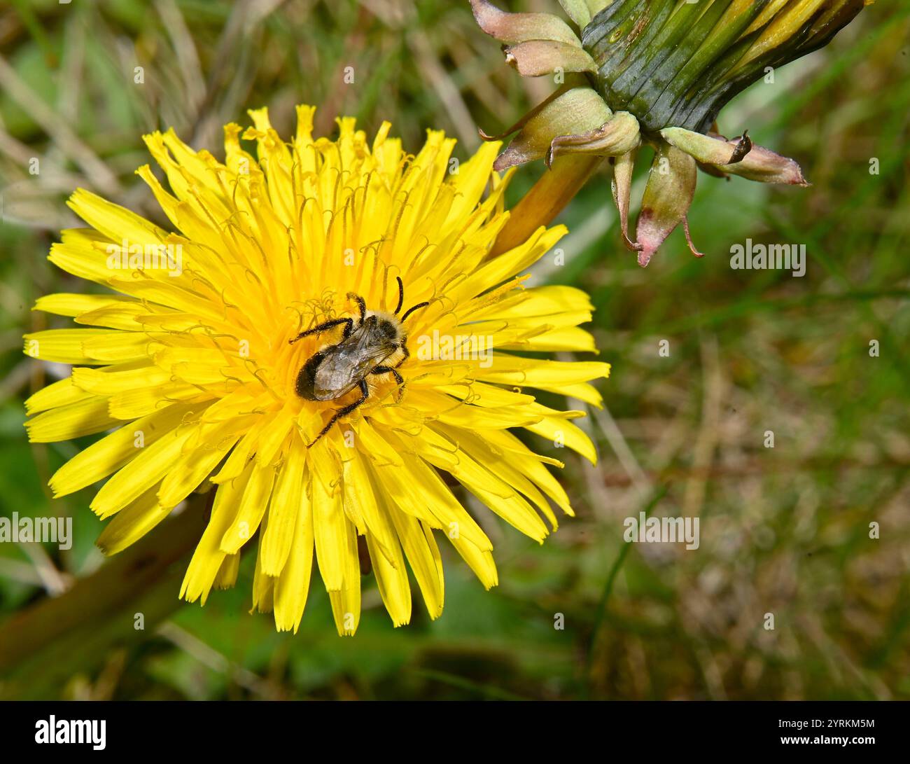 Eine Makroaufnahme einer Ashy-Bergbaubiene, Andrena cineraria, die sich von einer Löwenzahn-Blume ernährt. Ein helles und gut fokussiertes Bild dieser winzigen Biene. Stockfoto
