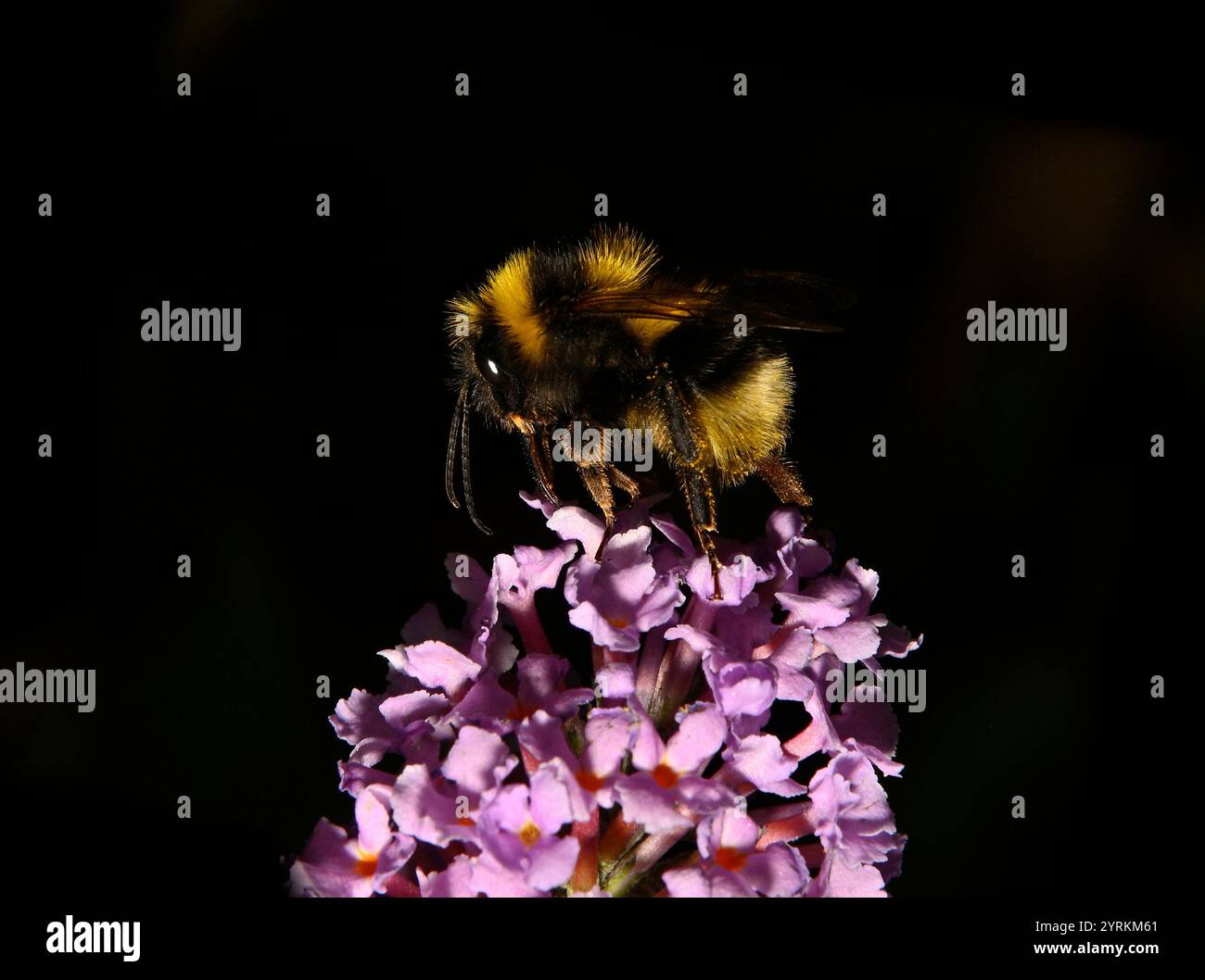 Eine kleine Gartenhummel, Bombus Hortorum, ernährt sich von der Spitze einer Buddleja-Blume. Eine gut fokussierte Seitenansicht. Nahaufnahme und mit schwarzem Hintergrund. Stockfoto