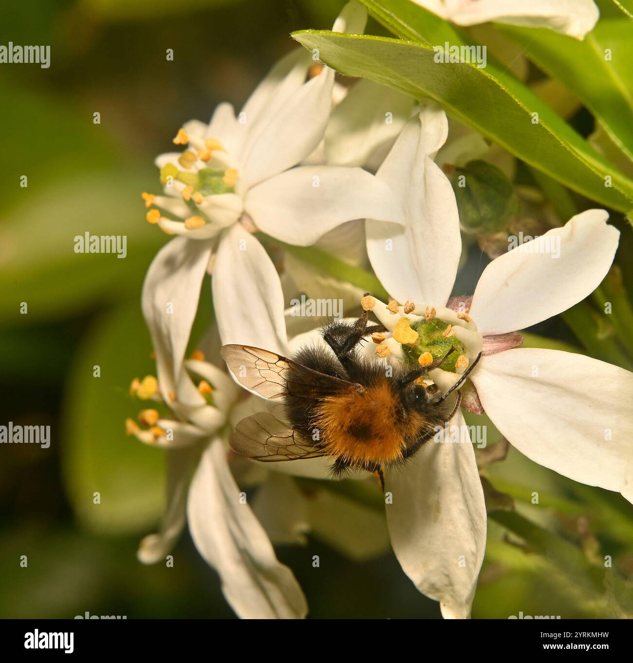 Eine gut fokussierte Baumhummel, Bombus Hypnorum, ernährt sich von einer mexikanischen Orangenblüte. Nahaufnahme mit guten Details der Biene und der Blume. Stockfoto