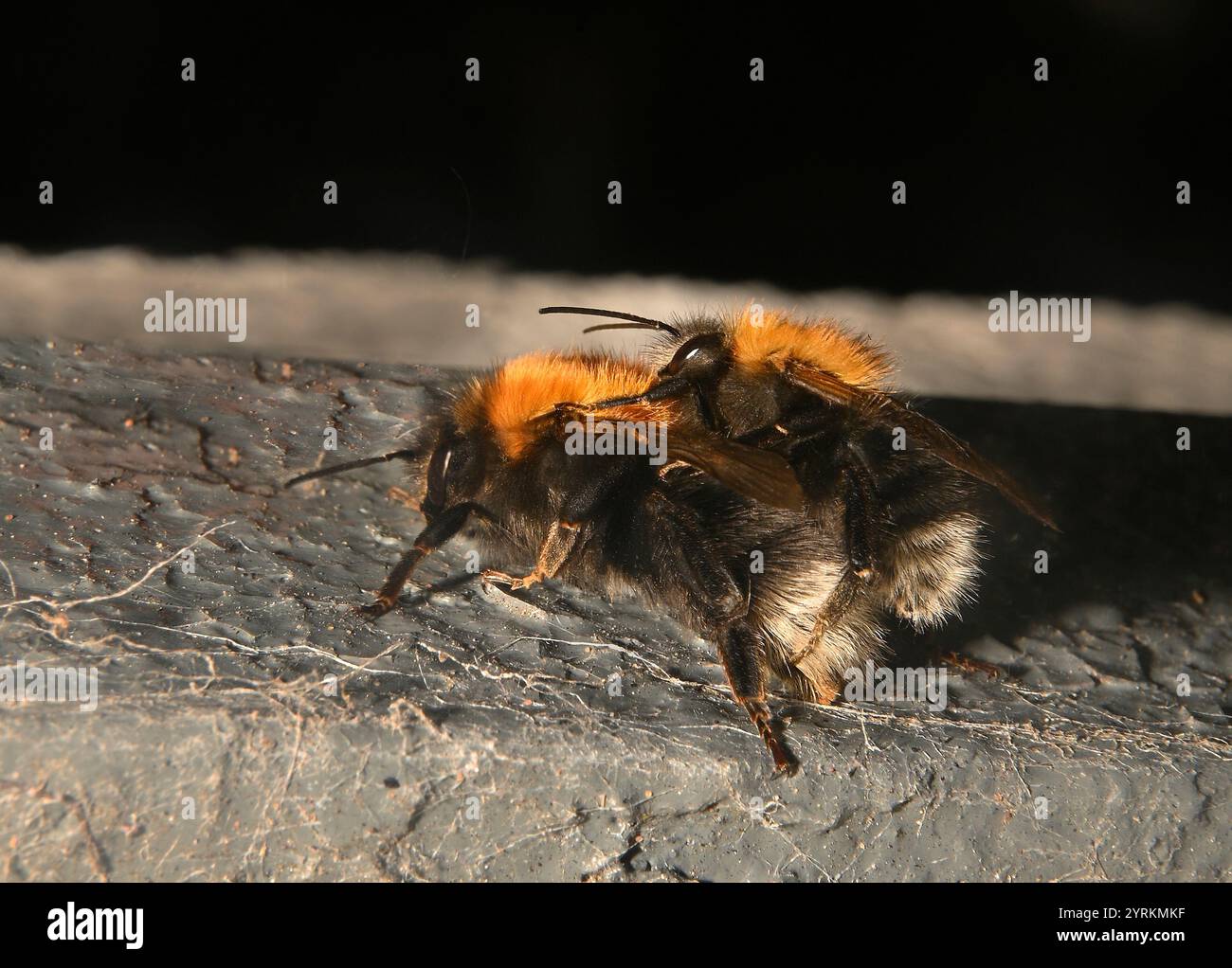 Ein Paar Paarungsbaumhummeln, Bombus Hypnorum. Das Männchen ist kleiner als das Weibchen. Reproduktion. Nahaufnahme und gut fokussiert. Bienenkönigin und Männchen. Stockfoto