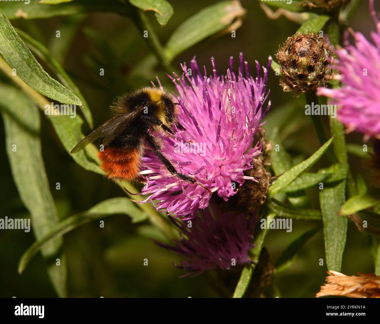 Eine weibliche Heidelbeerhummel, Bombus Monticola, ernährt und sammelt Pollen von Riesenknapweed-Blüten. Nahaufnahmen und gut fokussierte Bilder. Stockfoto