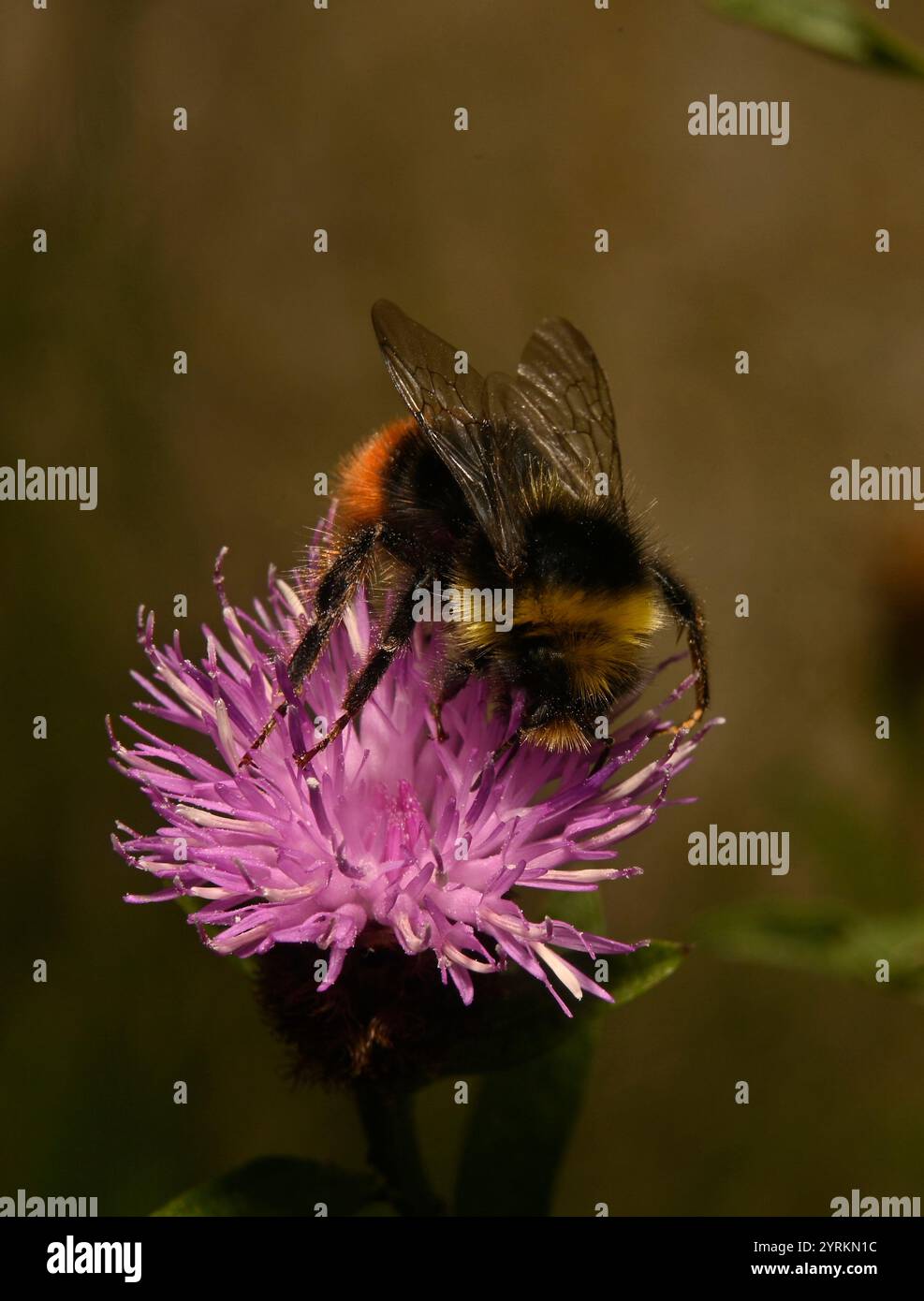 Eine weibliche Heidelbeerhummel, Bombus Monticola, ernährt und sammelt Pollen von Riesenknapweed-Blüten. Nahaufnahmen und gut fokussierte Bilder. Stockfoto