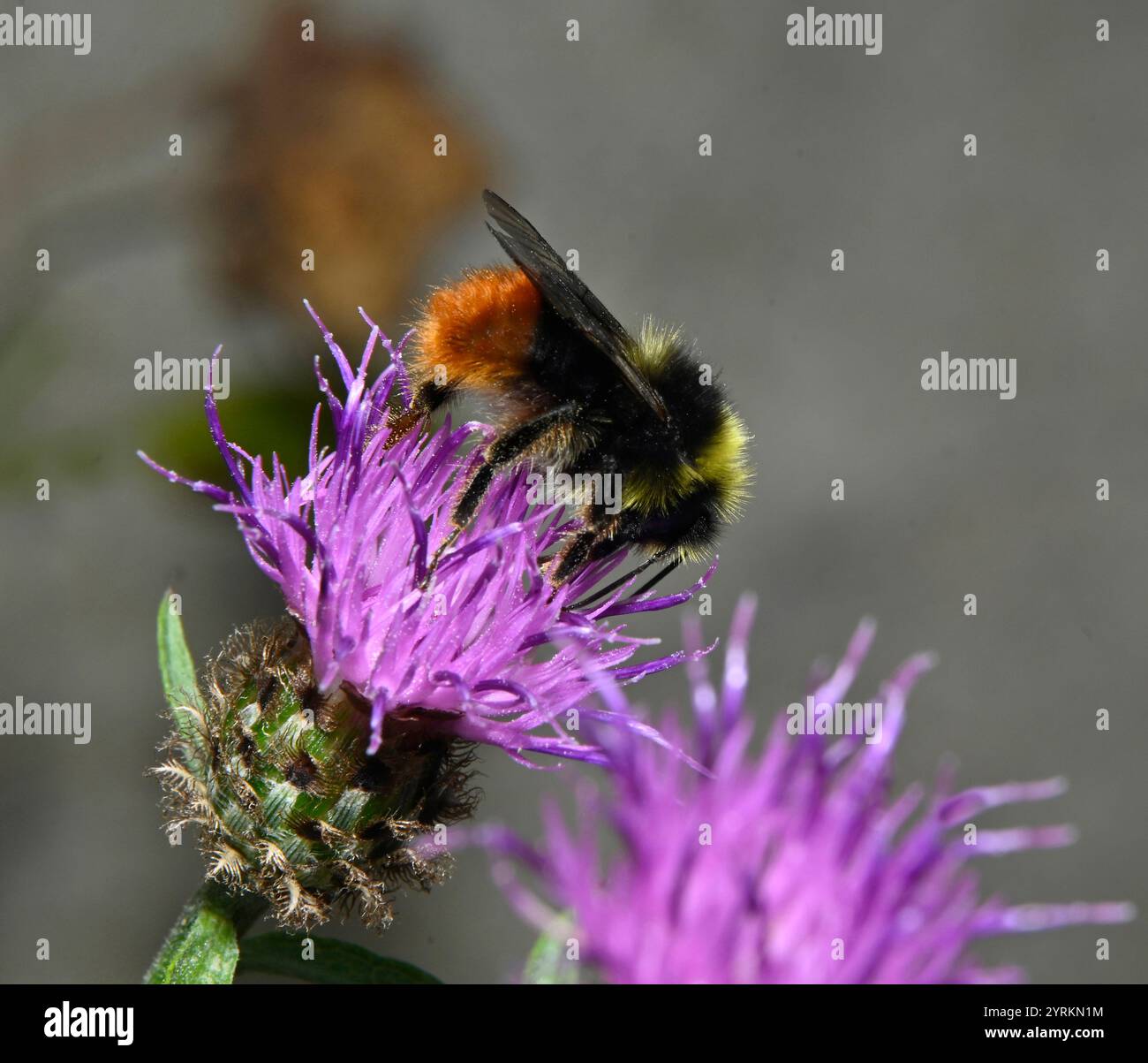 Eine weibliche Heidelbeerhummel, Bombus Monticola, ernährt und sammelt Pollen von Riesenknapweed-Blüten. Nahaufnahmen und gut fokussierte Bilder. Stockfoto