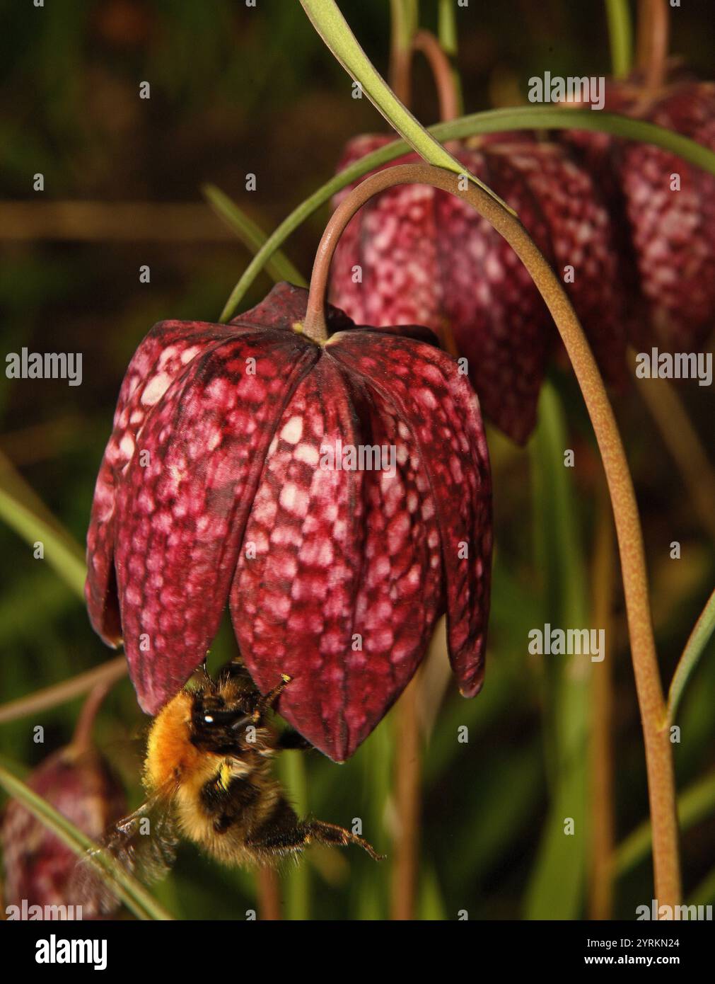 Eine gewöhnliche Carder-Biene, Bombus Pascuorum, kommt und ernährt sich von Schlangenkopf-Fritillary. Die Hummel tritt in die Blüte ein, um Nektar zu erhalten. Nahaufnahme. Stockfoto