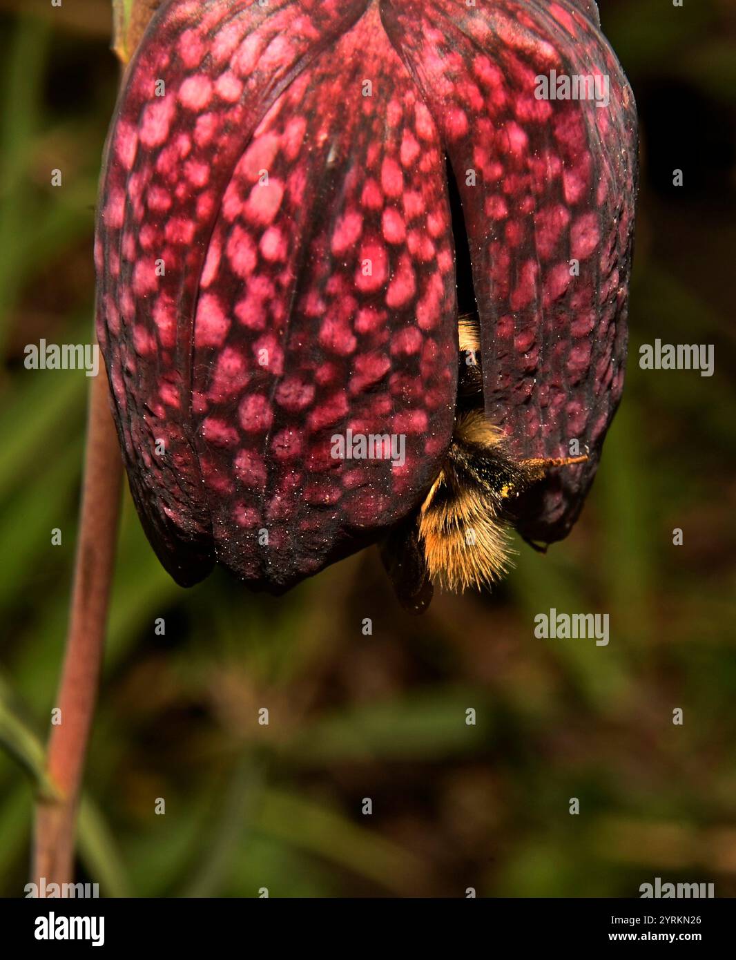 Eine gewöhnliche Carder-Biene, Bombus Pascuorum, kommt und ernährt sich von Schlangenkopf-Fritillary. Die Hummel tritt in die Blüte ein, um Nektar zu erhalten. Nahaufnahme. Stockfoto