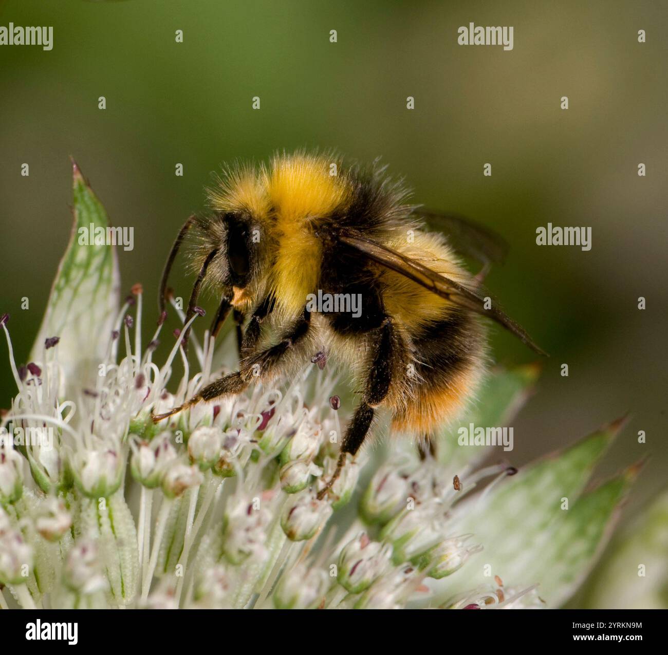 Eine Nahaufnahme und gut fokussierte Seitenansicht einer Buff-Tail-Biene, Bombus Terrestris, die sich von großem Meisterwort ernährt. Im Freien mit verschwommenem Hintergrund aufgenommen. Stockfoto