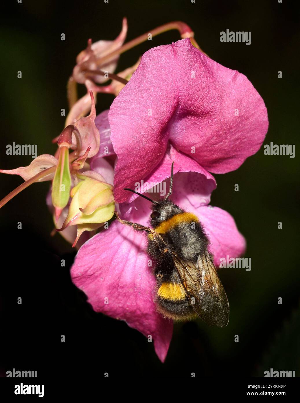 Ein Blick von oben auf eine Hummel, Bombus Terrestris, die in eine Himalaya-Balsamblume eindringt, um Nahrung zu sammeln. Gut fokussiert mit schwarzem Hintergrund. Stockfoto