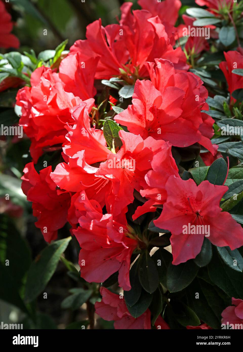 Rote Azaleen, Rhododendron simsii, Ericaceae. Taiwan und Myanmar. Es ist ein zwielichtiger immergrüner oder halbimmergrüner Sträucher mit eiförmigen Blättern. Stockfoto