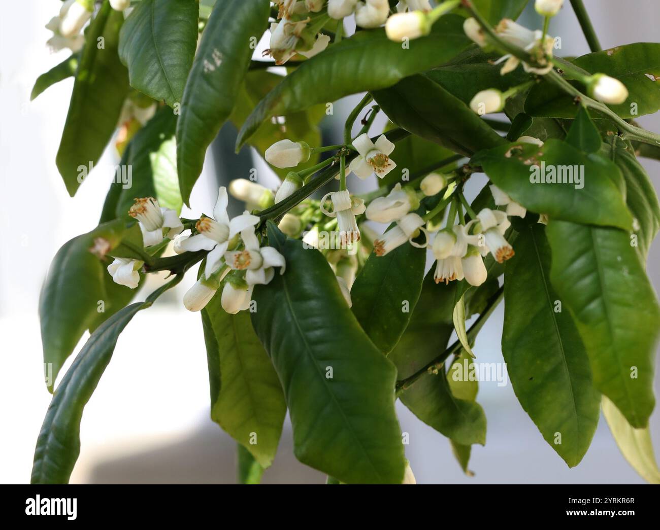 Bitterorange, Sauerorange, Sevilla Orange, Bigarade Orange oder Marmelade Orange, Citrus aurantium 'Marsh', Rutaceae. Südostasien. Stockfoto