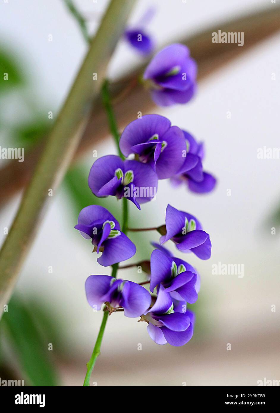 Native Wisteria, Hardenbergia comptoniana, Fabaceae. Westaustralien. Hardenbergia comptoniana ist eine blühende Pflanzenart aus der Erbsenfamilie. Stockfoto