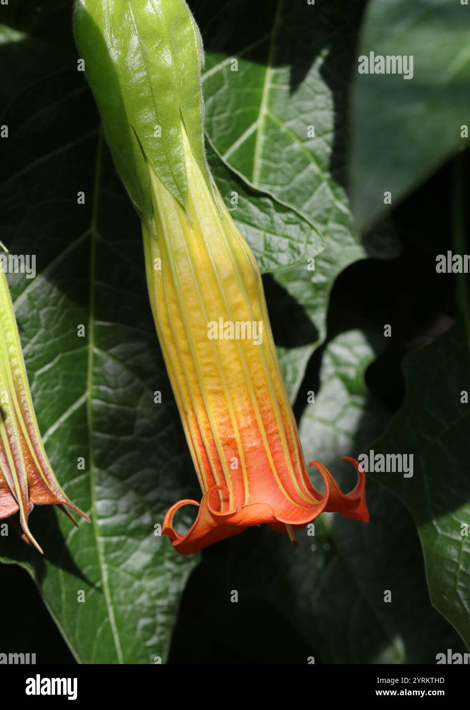 Engelstrompeten, Brugmansia vulcanicola, Solanaceae. Westliches Tropisches Südamerika. Der native Bereich ist SW. Kolumbien nach Süd-Zentral-Ecuador. Stockfoto