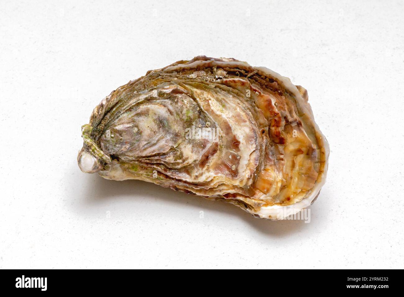 Eine geschlossene Fresh Oyster Shell am Tisch Seafood Stockfoto