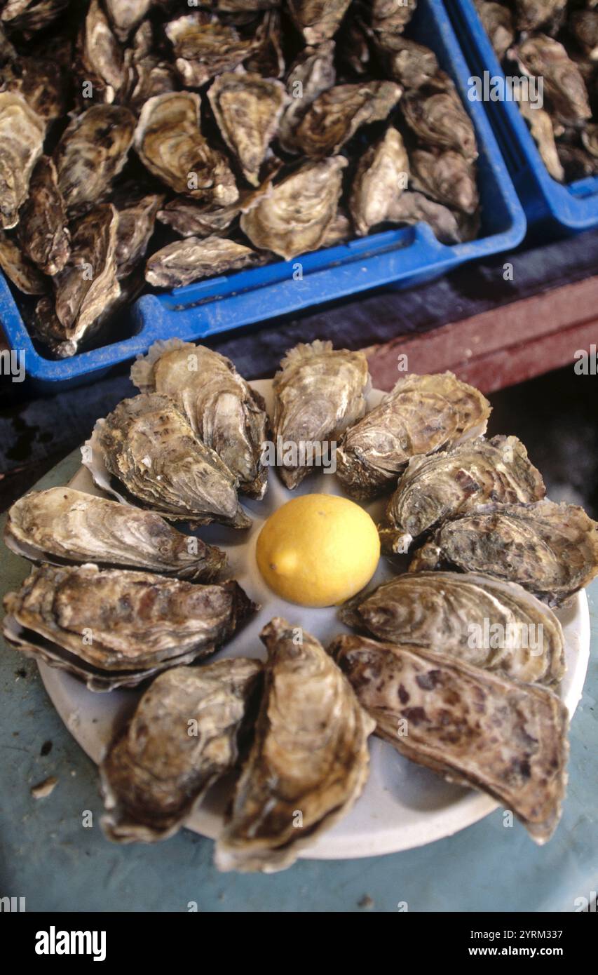 Bußgeld de Claire, Cancale Oysters. Bretagne. Frankreich Stockfoto