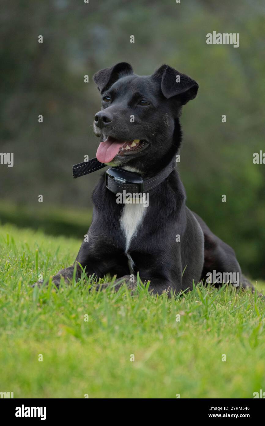 Ein kleiner schwarzer Hund sitzt auf grünem Gras, das Sonnenlicht scheint vom Fell. Seine Ohren sind hoch, wenn es den warmen, friedlichen Tag genießt. Stockfoto