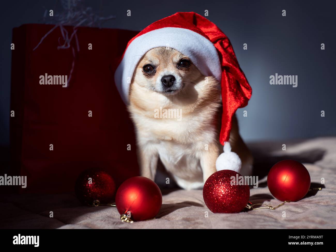 Ein kleiner roter chihuahua-Hund sitzt neben einer roten Geschenktüte und roten Ballons, mit einem roten Weihnachtsmütze auf dem Kopf. Stockfoto