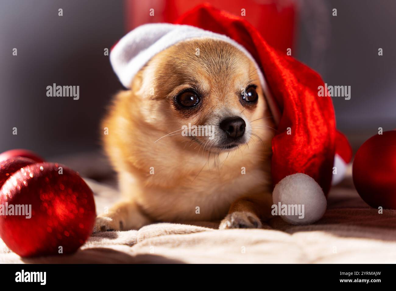 Ein kleiner rothaariger Chihuahua-Weihnachtshund liegt mit roten Weihnachtskugeln in einem Weihnachtsmann-Hut und schaut aus nächster Nähe seitwärts. Stockfoto