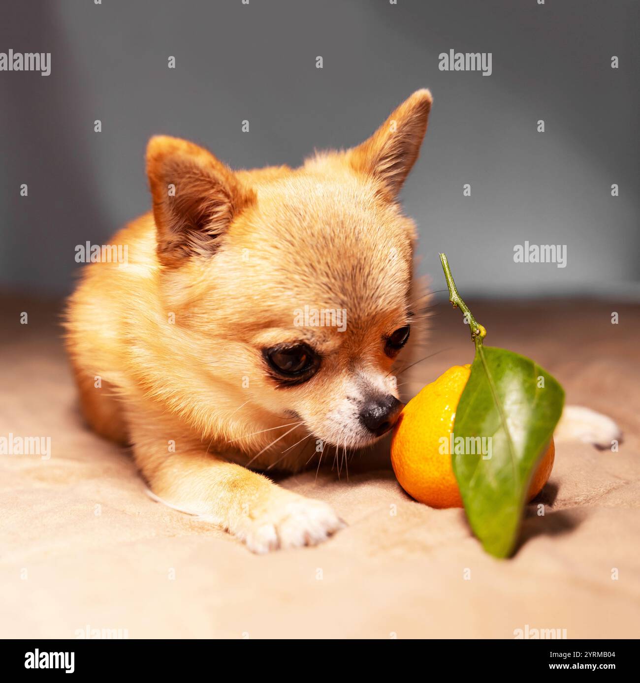 Ein kleiner Ingwerhund chihuahua schnüffelt an einer frischen Mandarine mit einem grünen Blatt auf einem Zweig, faltig in der Nase, quadratisches Fotoformat. Stockfoto