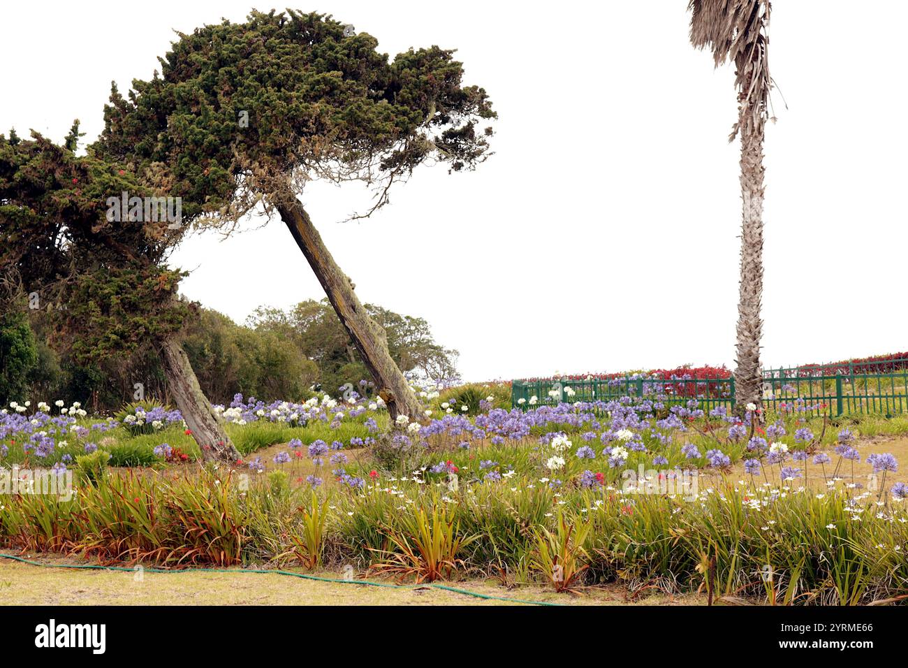 Lebendige und einzigartige Flora vor der idyllischen Landschaft von St. Helena mit Agapanthus-Blumen, schiefen Bäumen und farbenfroher Vegetation. Stockfoto