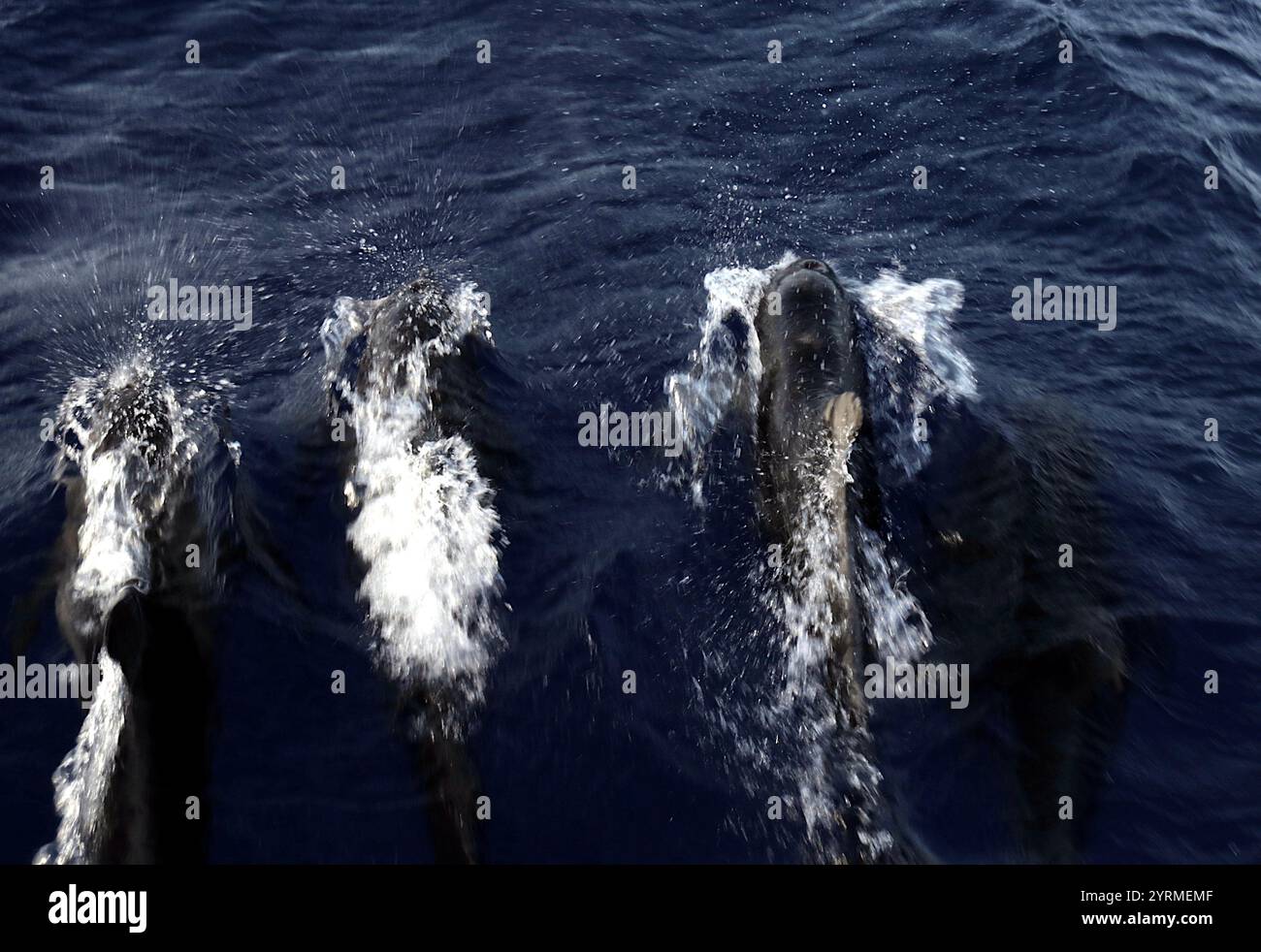 Delfine im Atlantik - Ozeanbegleiter auf dem Weg. Eine Horde Delfine durchquert das Wasser und zeigt die Schönheit und Harmonie der Meereslebewesen. Stockfoto