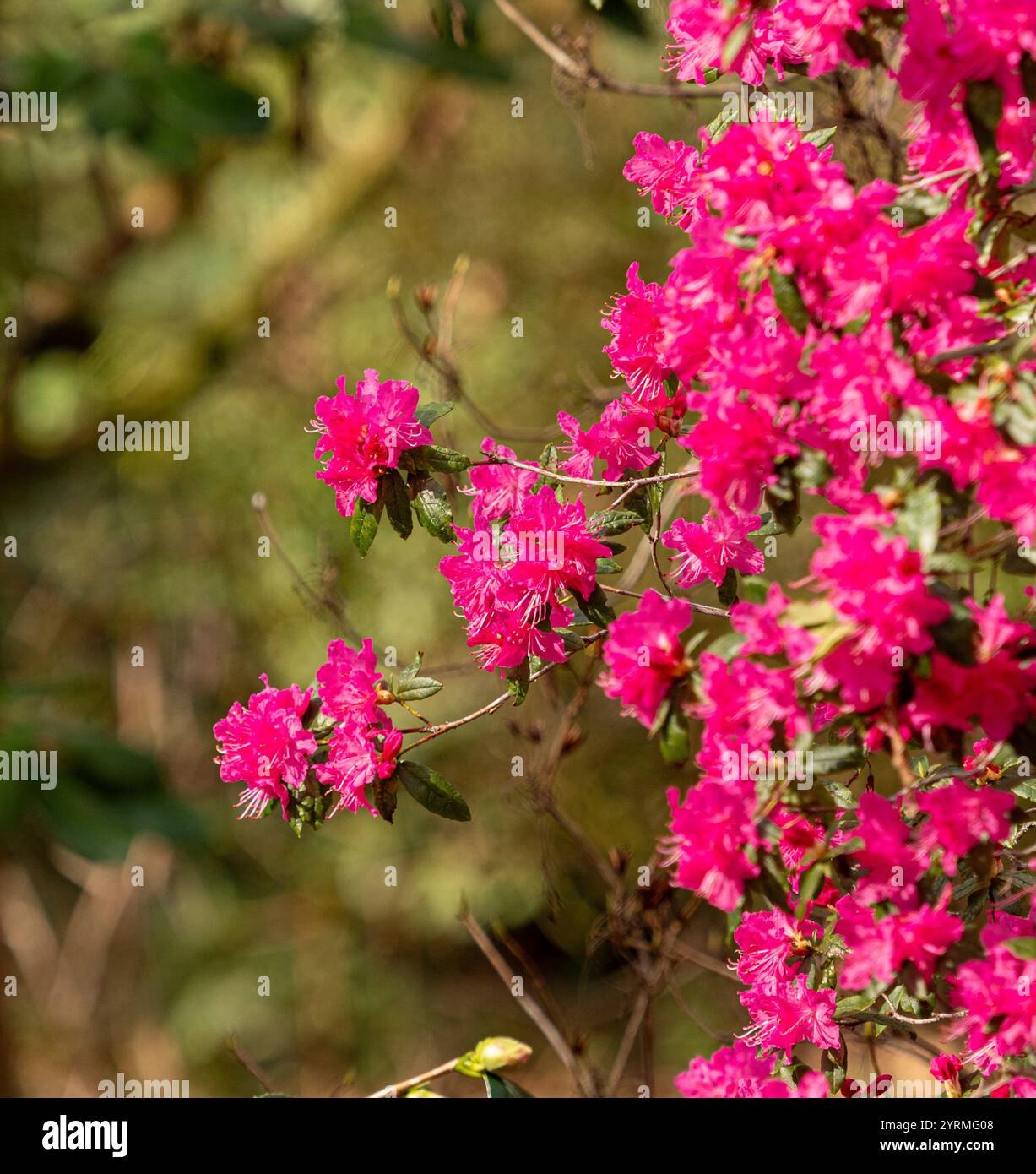 Leuchtend rosafarbene Blütenteile von Rhododendron Boskoop Ostara in einem britischen Garten. Stockfoto