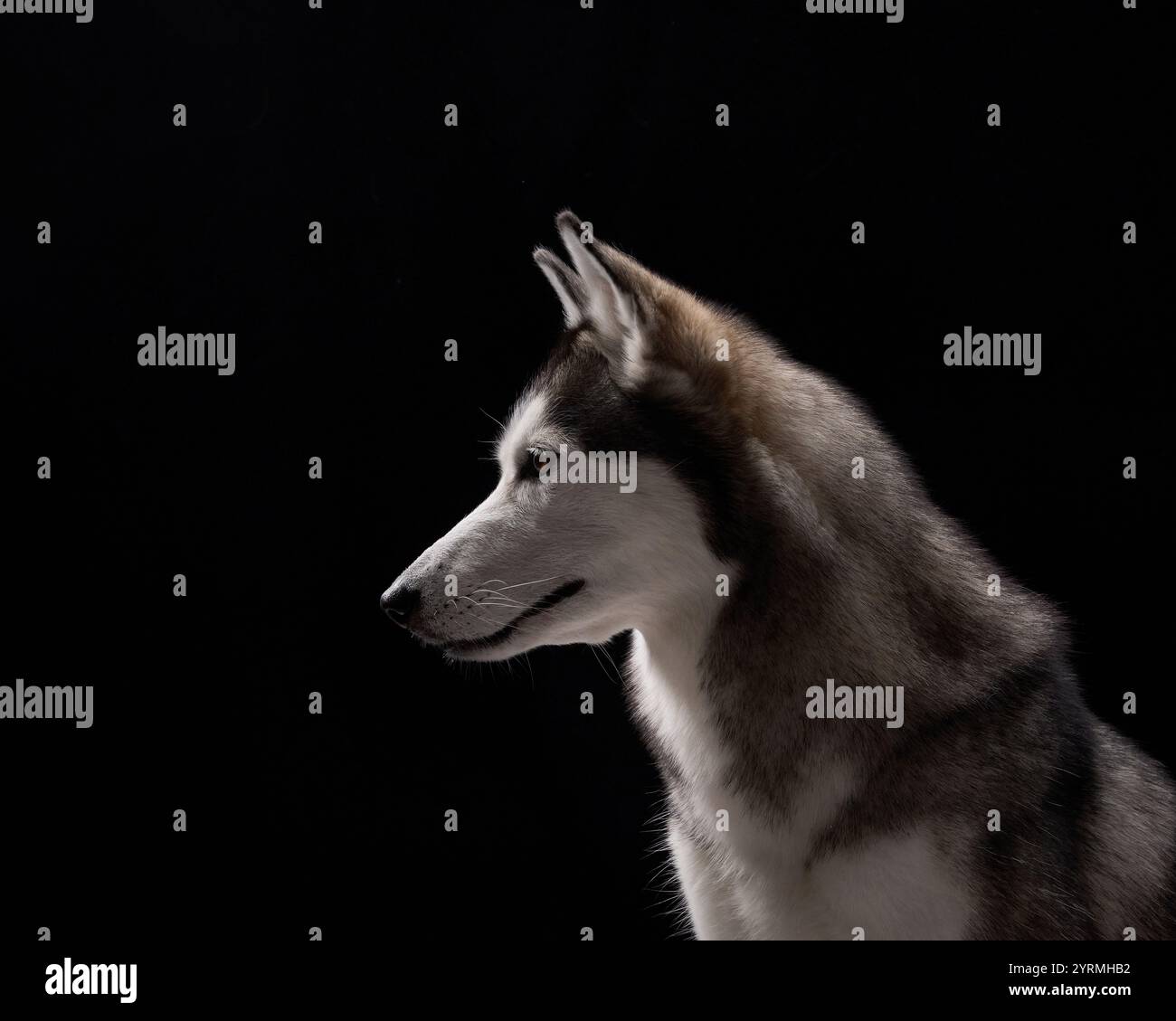 Ein sibirischer Husky im Profil mit intensivem Blick vor schwarzem Hintergrund betont seine scharfen Merkmale. Die dunkle Einstellung steht im Kontrast zu Stockfoto