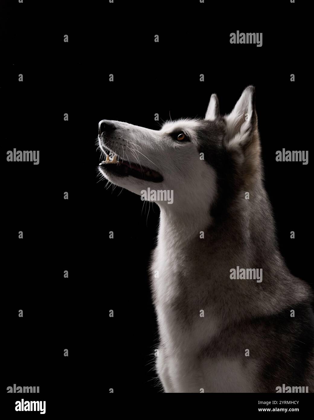 Ein sibirischer Husky im Profil mit intensivem Blick vor schwarzem Hintergrund betont seine scharfen Merkmale. Die dunkle Einstellung steht im Kontrast zu Stockfoto