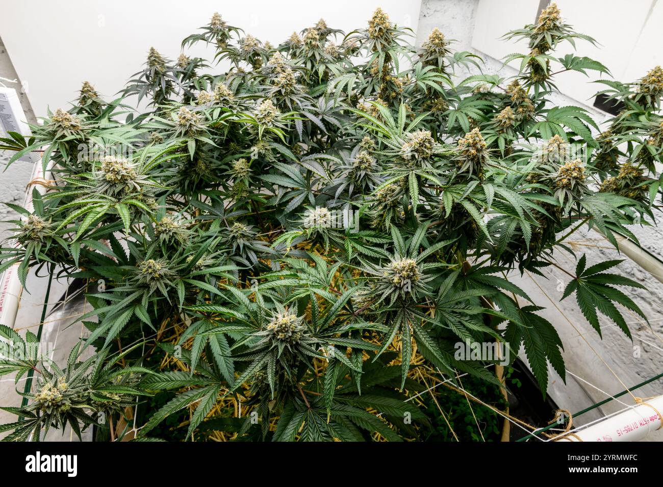 Medizinische Marihuana-Sorten, Copper Chem und (Blueberry x Scott's OG) x Newberry Cross, in einem regenerativen lebenden Bodenbett Stockfoto