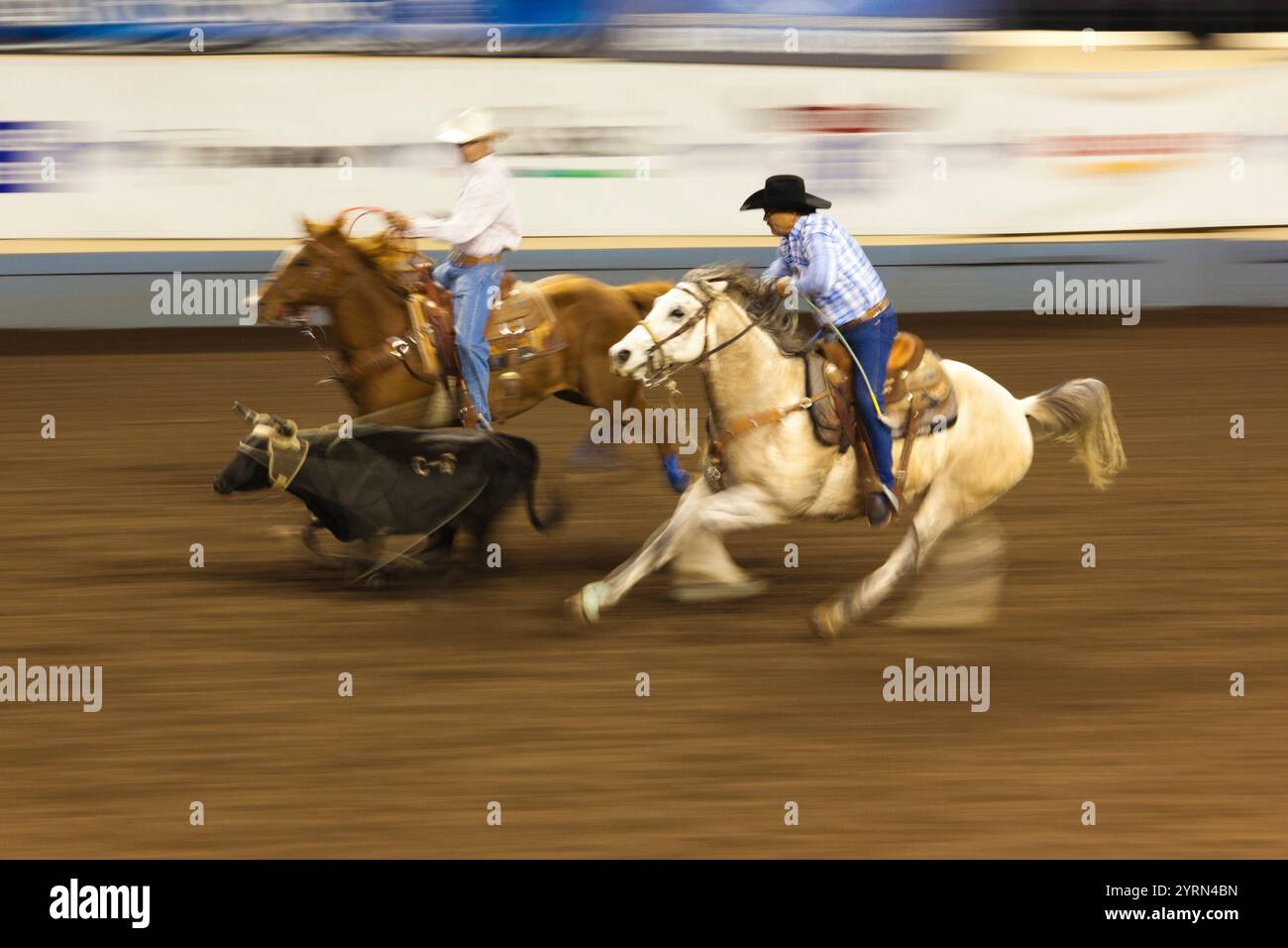 USA, Oklahoma, Oklahoma City, Oklahoma State Fair Park, Cowboy Rodeo Wettbewerb, Vieh, Abseilen, Bewegungsunschärfe Stockfoto