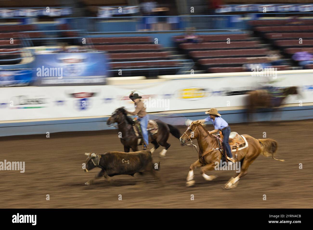 USA, Oklahoma, Oklahoma City, Oklahoma State Fair Park, Cowboy Rodeo Wettbewerb, Vieh, Abseilen, Bewegungsunschärfe Stockfoto